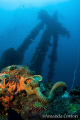   Truk Lagoon Chuuk Micronesia. Gas Mask sits deck below forward mast Nippo Maru wreck. Amanda Cotton Micronesia wreck  